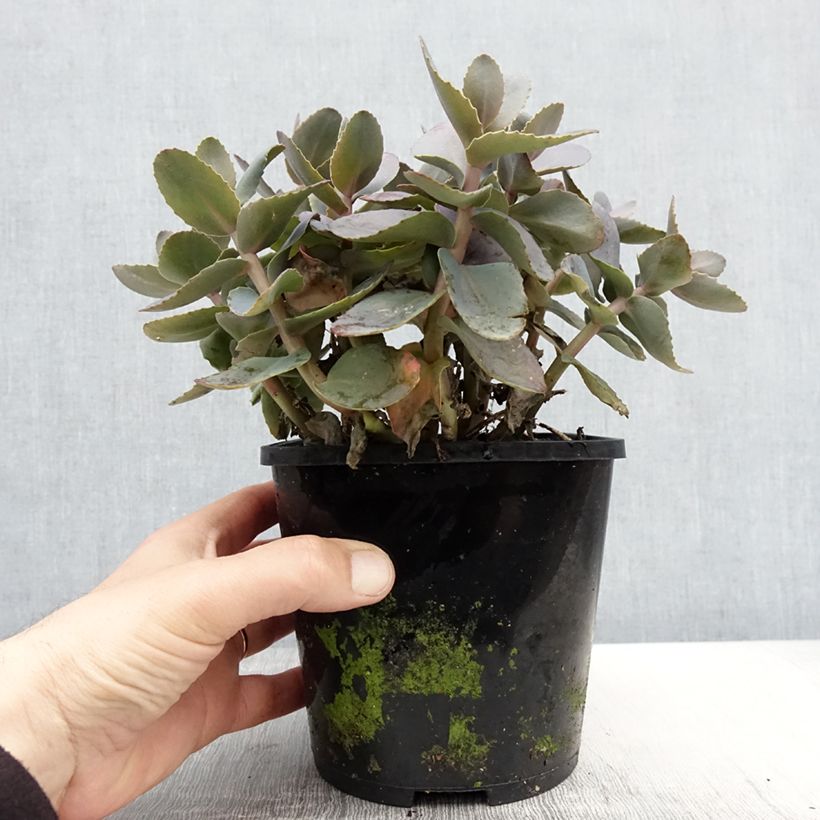 Amostra de Sedum telephium Chocolate Cherry Vaso de 2 L/3 L tal como entregue na primavera