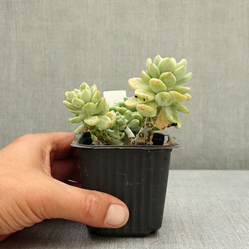 Amostra de Sedum clavatum Vaso de 8/9 cm tal como entregue na primavera