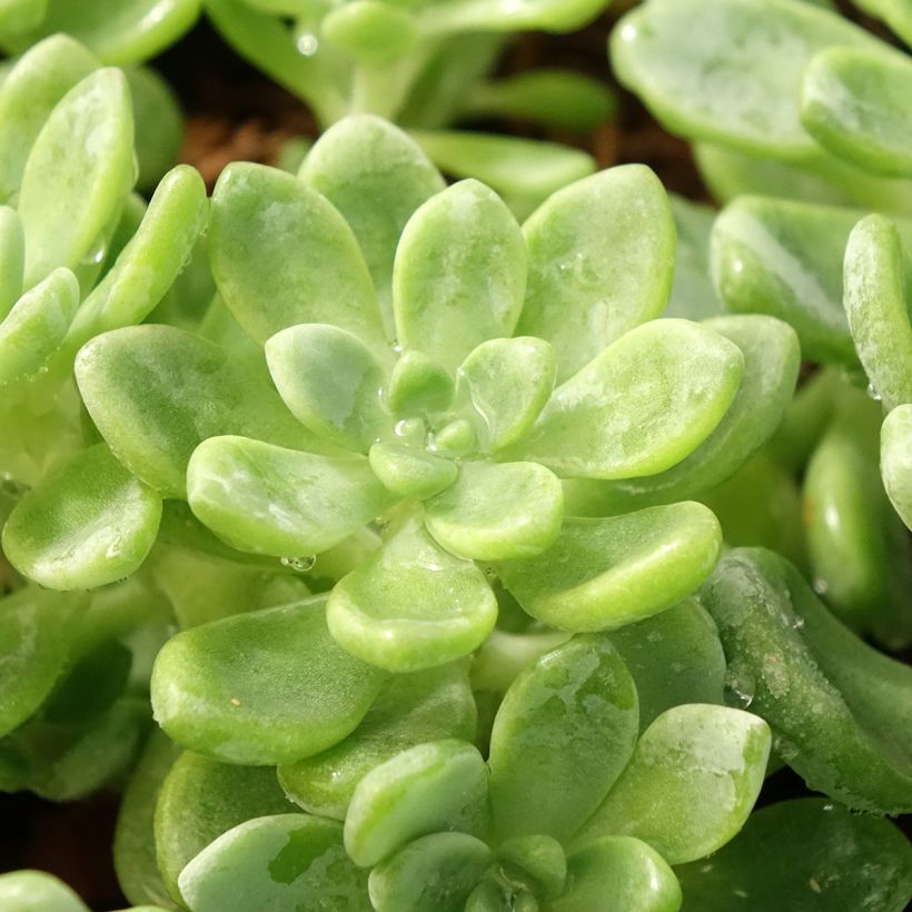 Sedum clavatum (Folhagem)