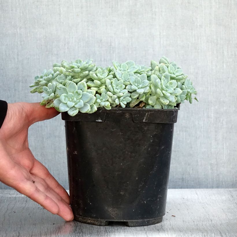 Amostra de Sedum clavatum Vaso de 3 L/4 L tal como entregue no outono