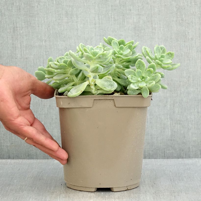 Amostra de Sedum clavatum Vaso de 3 L/4 L tal como entregue no verão
