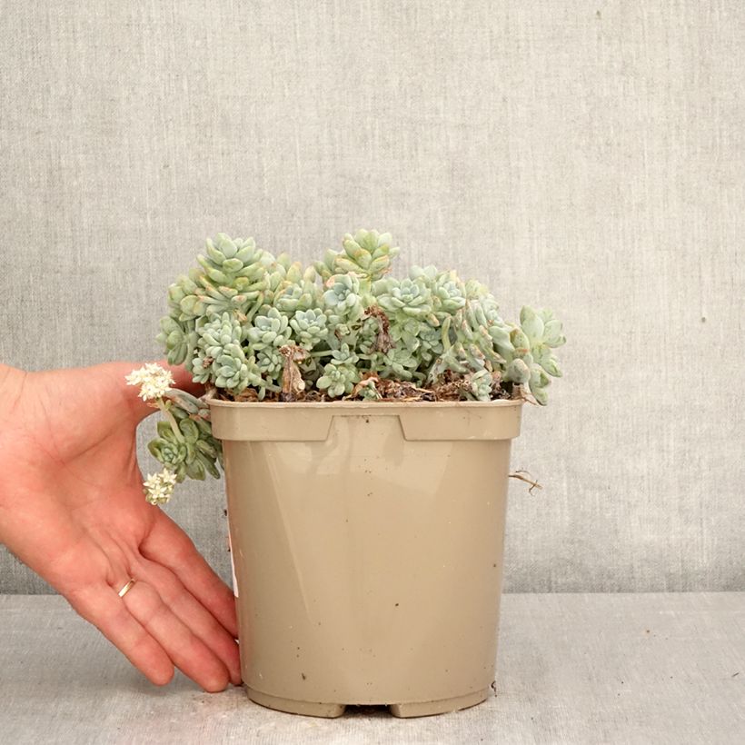 Amostra de Sedum clavatum Vaso de 3 L/4 L tal como entregue na primavera