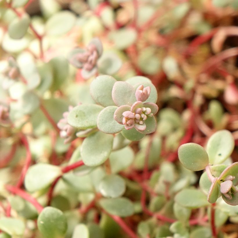 Sedum cyaneum Rosenteppich (Rose Carpet) (Folhagem)