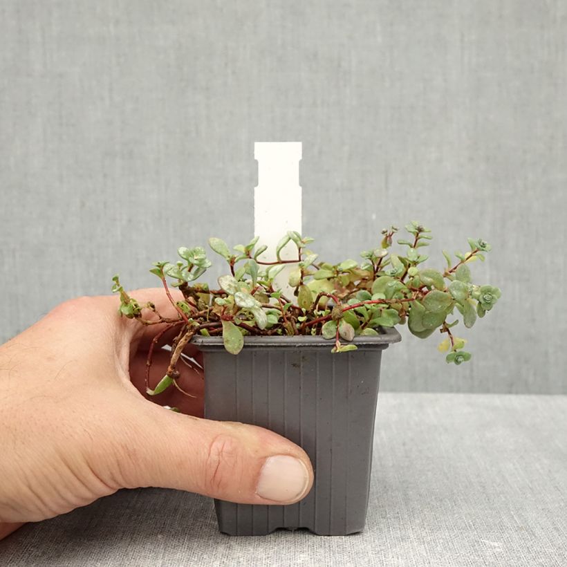 Amostra de Sedum cyaneum Rosenteppich (Rose Carpet) Vaso de 8/9 cm tal como entregue no outono