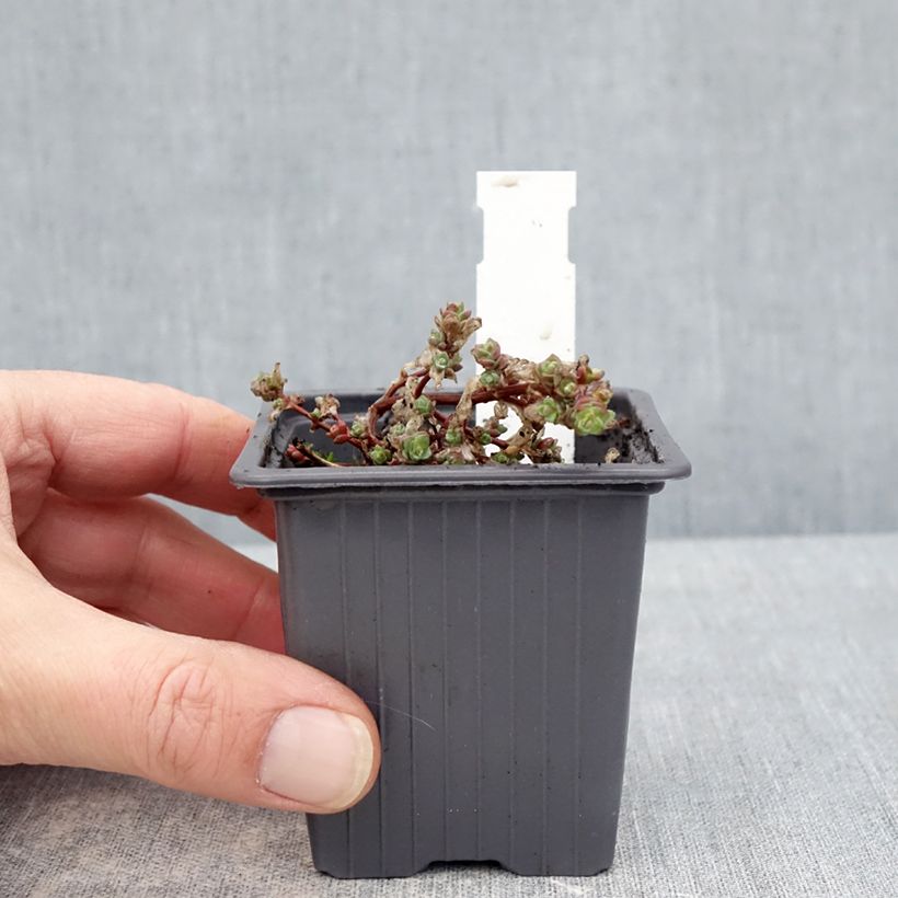 Amostra de Sedum cyaneum Rosenteppich (Rose Carpet) Vaso de 8/9 cm tal como entregue no inverno