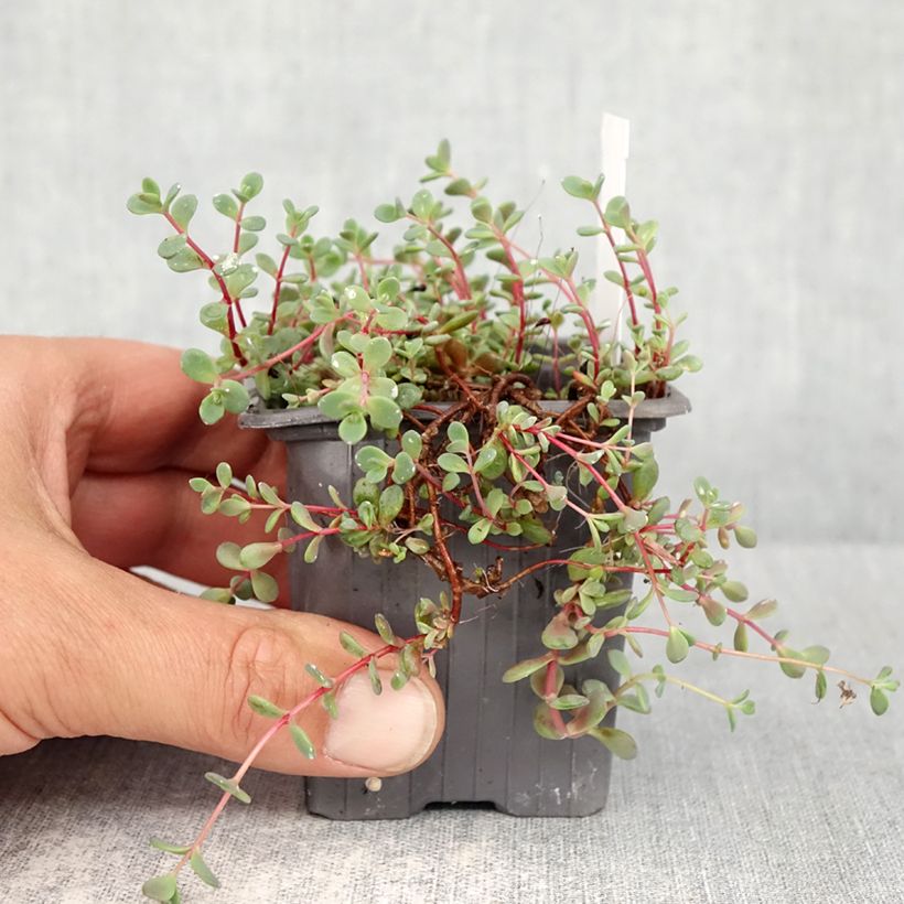 Amostra de Sedum cyaneum Rosenteppich (Rose Carpet) Vaso de 8/9 cm tal como entregue na primavera
