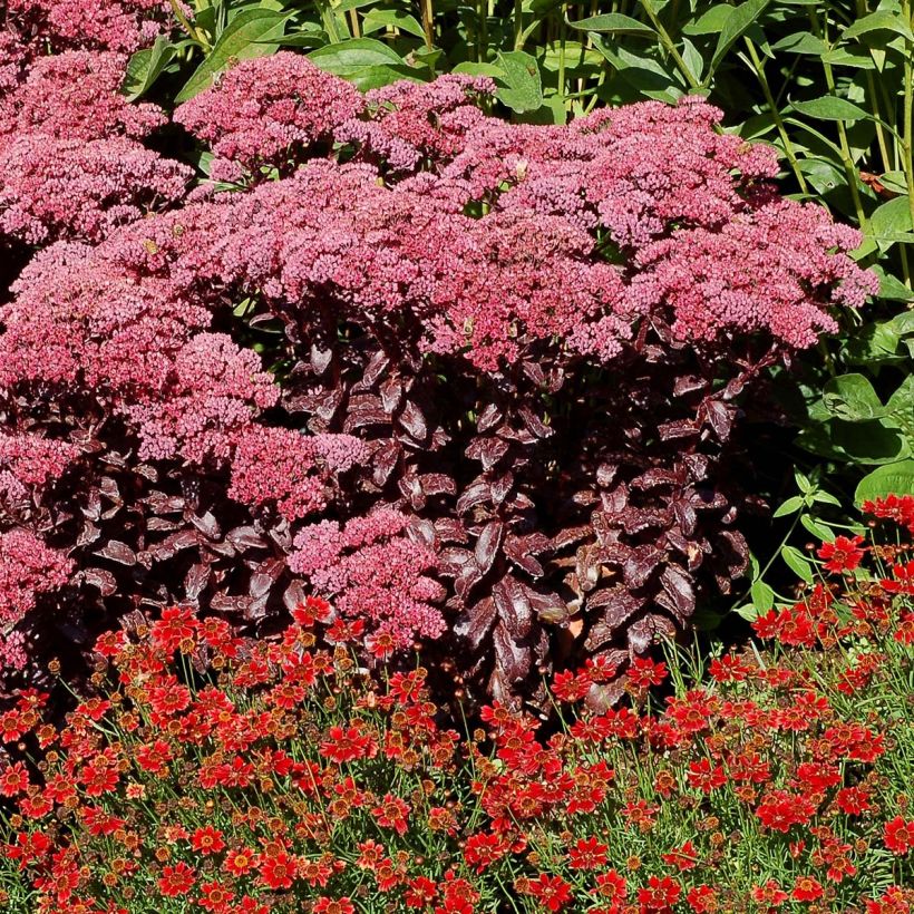 Sedum telephium Dark Magic (Hábito)