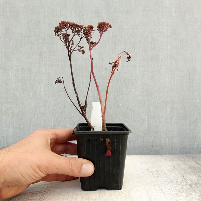 Amostra de Sedum telephium Dark Magic Vaso de 8/9 cm tal como entregue no outono