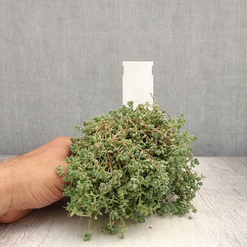 Amostra de Sedum dasyphyllum Vaso de 8/9 cm tal como entregue no verão