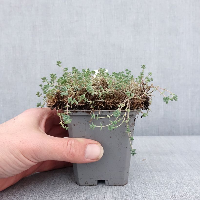 Amostra de Sedum dasyphyllum - Orpin à feuilles épaisses Godet de 8/9 cm tal como entregue no inverno