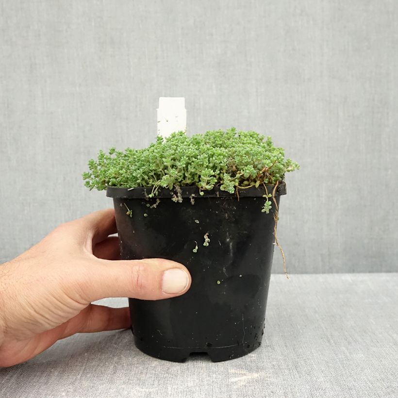 Amostra de Sedum dasyphyllum Vaso de 1,5 L/2 L tal como entregue no outono