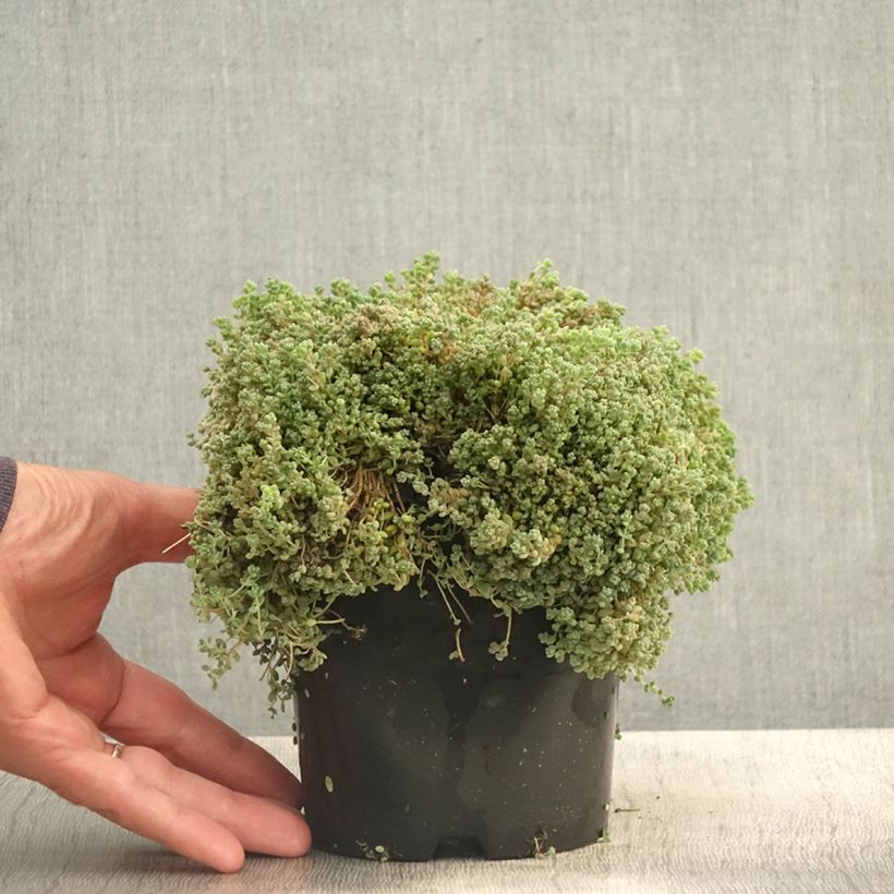 Amostra de Sedum dasyphyllum Vaso de 1,5 L/2 L tal como entregue no verão