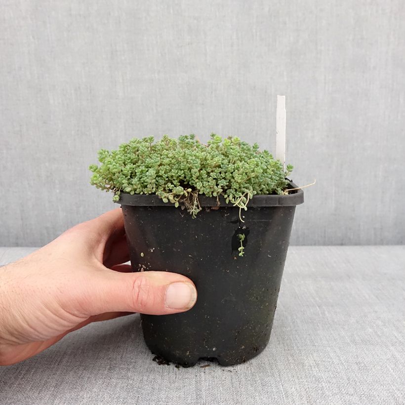 Amostra de Sedum dasyphyllum - Orpin à feuilles épaisses Pot de 1,5L/2L tal como entregue no inverno