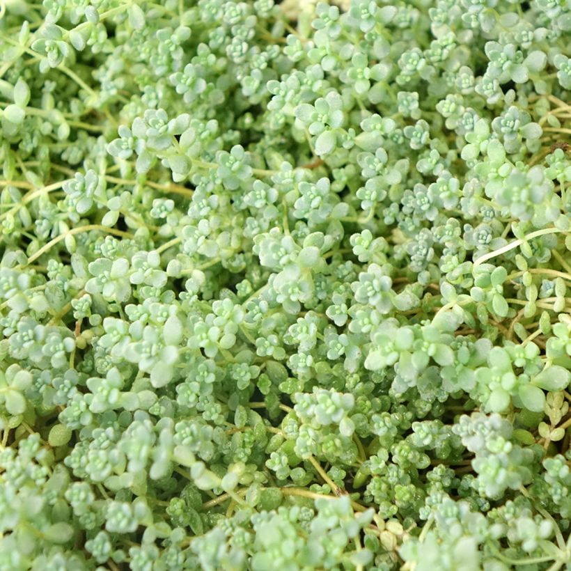 Sedum dasyphyllum (Folhagem)