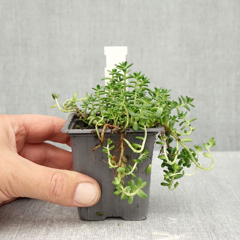 Amostra de Sedum divergens Vaso de 8/9 cm tal como entregue no outono