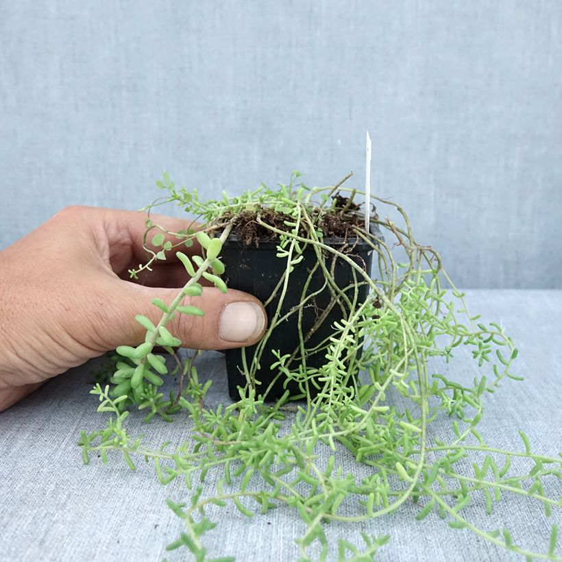 Amostra de Sedum divergens Vaso de 8/9 cm tal como entregue no verão