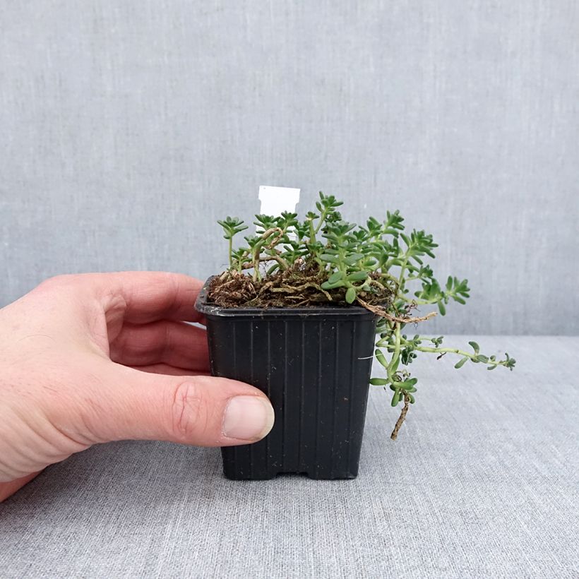 Amostra de Sedum divergens - Orpin étalé ou divergent Godet de 8/9 cm tal como entregue no inverno