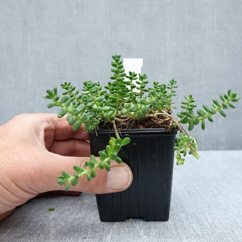Amostra de Sedum divergens Vaso de 8/9 cm tal como entregue na primavera