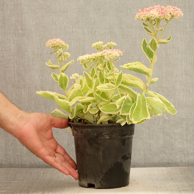 Amostra de Sedum spectabile Frosted Fire Vaso de 2 L/3 L tal como entregue no verão