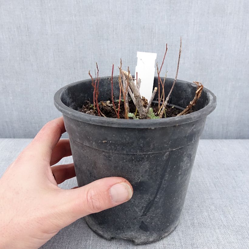 Amostra de Sedum Frosted Fire - Orpin d'automne. Pot de 2L/3L tal como entregue no inverno