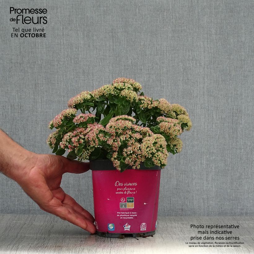 Amostra de Sedum Herbstfreude (Autumn Joy) Vaso de 2 L/3 L tal como entregue no outono