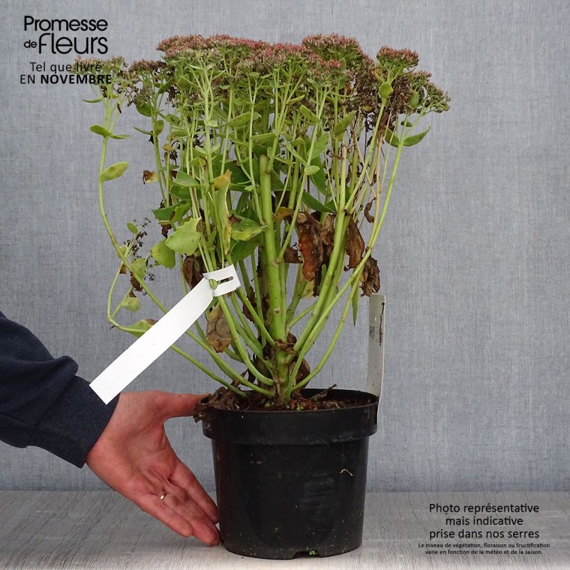 Amostra de Sedum Herbstfreude (Autumn Joy) Vaso de 3 L/4 L tal como entregue no outono