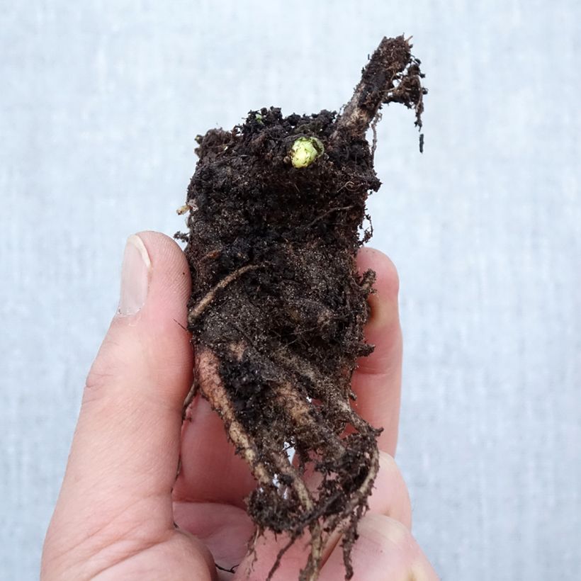 Amostra de Sedum Herbstfreude (Autumn Joy) Raízes nuas tal como entregue no inverno