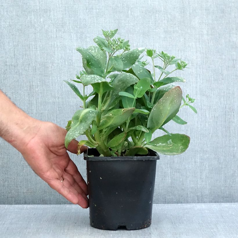 Amostra de Sedum (Hylotelephium) Class Act - Orpin d'automne Pot de 1,5L/2L tal como entregue no verão