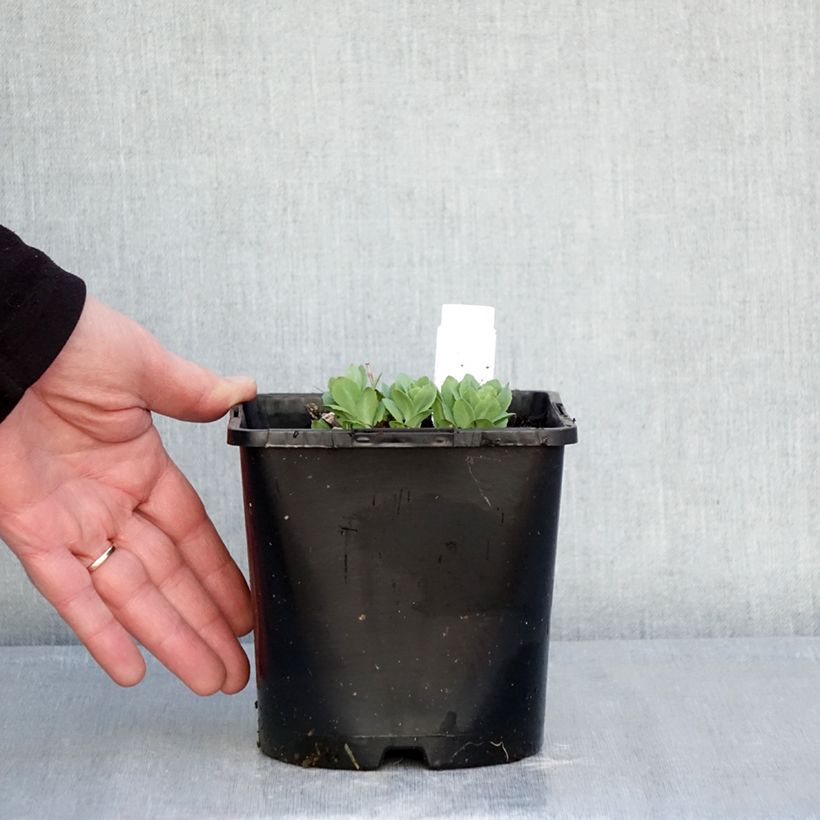 Amostra de Hylotelephium Class Act Vaso de 1,5 L/2 L tal como entregue no inverno