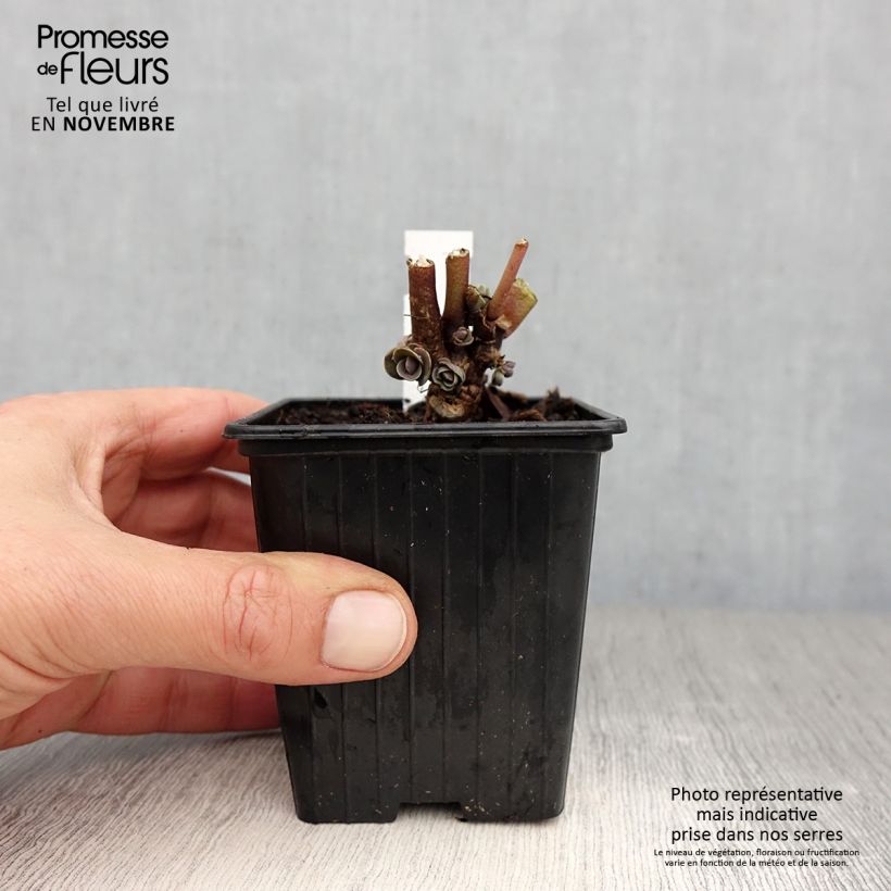 Amostra de Sedum telephium Thunderhead Vaso de 8/9 cm tal como entregue no outono