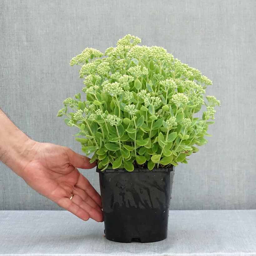 Amostra de Sedum telephium Thunderhead Vaso de 2 L/3 L tal como entregue no verão