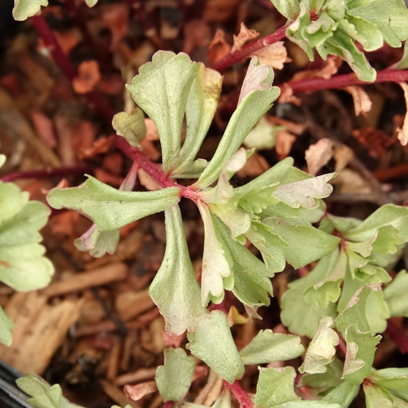 Sedum kamtchaticum (Folhagem)
