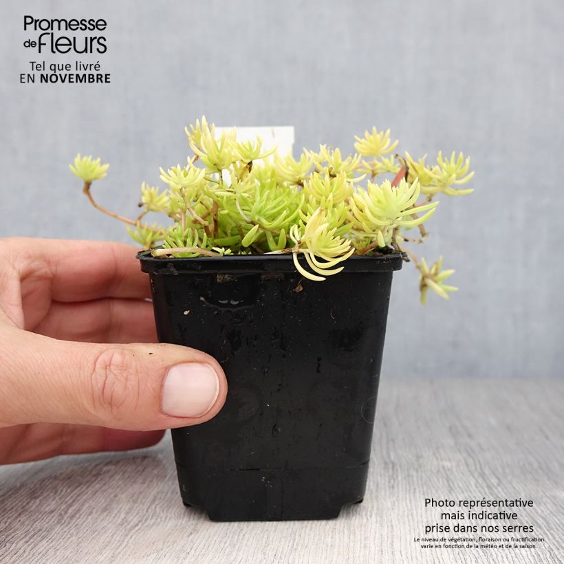 Amostra de Sedum Lemon Ball Vaso de 8/9 cm tal como entregue no outono