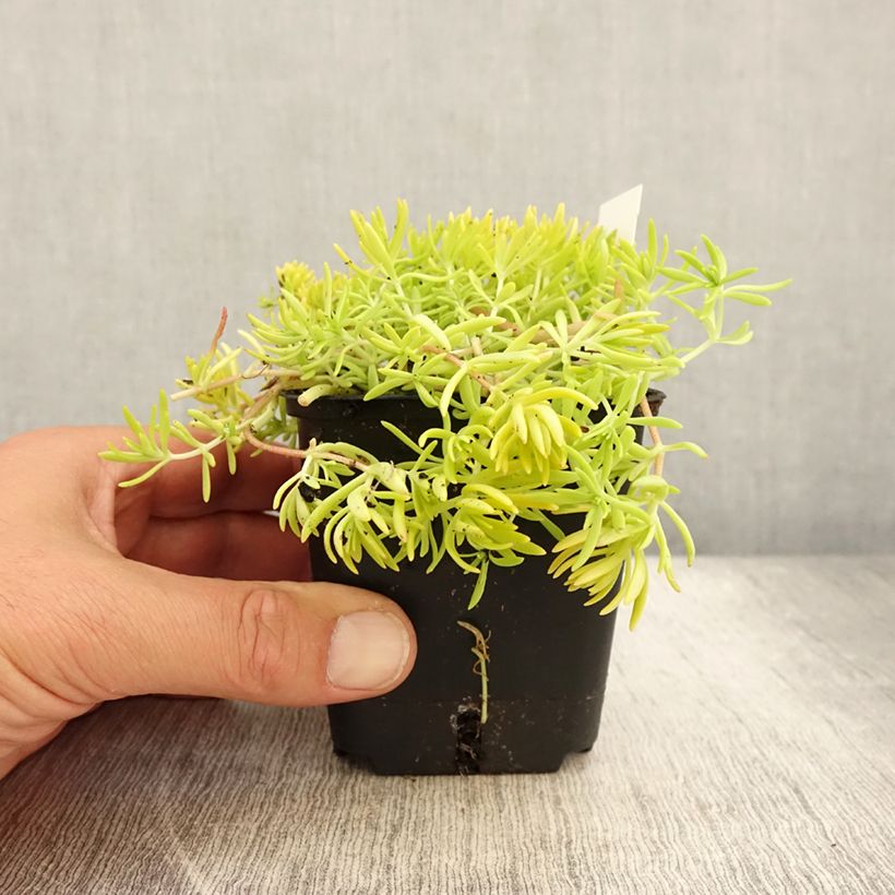Amostra de Sedum Lemon Ball Vaso de 8/9 cm tal como entregue no verão