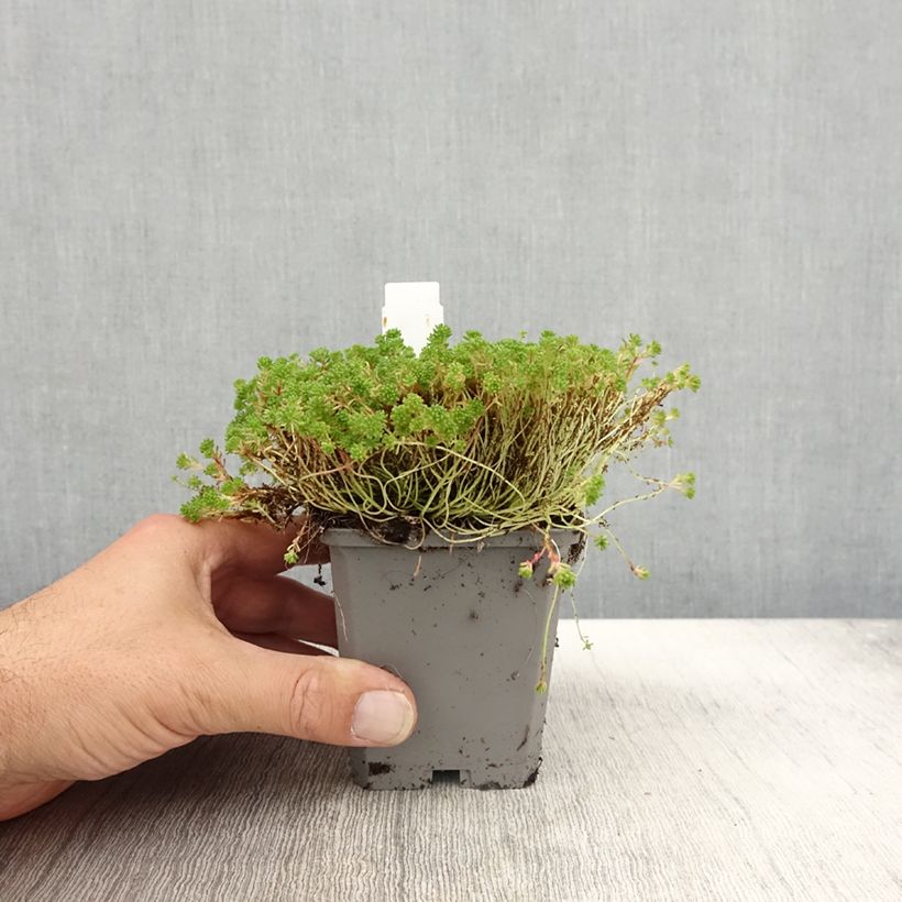 Amostra de Sedum lydium Glaucum Vaso de 8/9 cm tal como entregue no outono