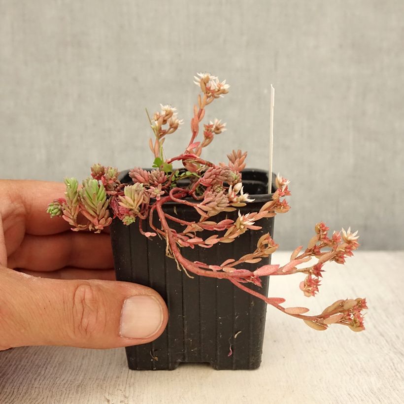 Amostra de Sedum lydium Glaucum Vaso de 8/9 cm tal como entregue no verão