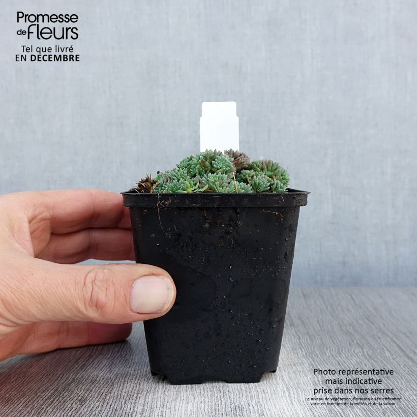 Amostra de Sedum lydium Glaucum (Sedum hispanicum) - Orpin Godet de 8/9 cm tal como entregue no inverno