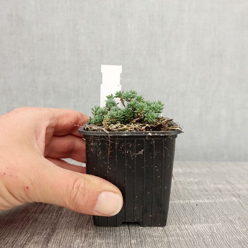 Amostra de Sedum lydium Glaucum Vaso de 8/9 cm tal como entregue na primavera
