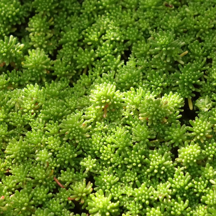 Sedum lydium Glaucum (Folhagem)