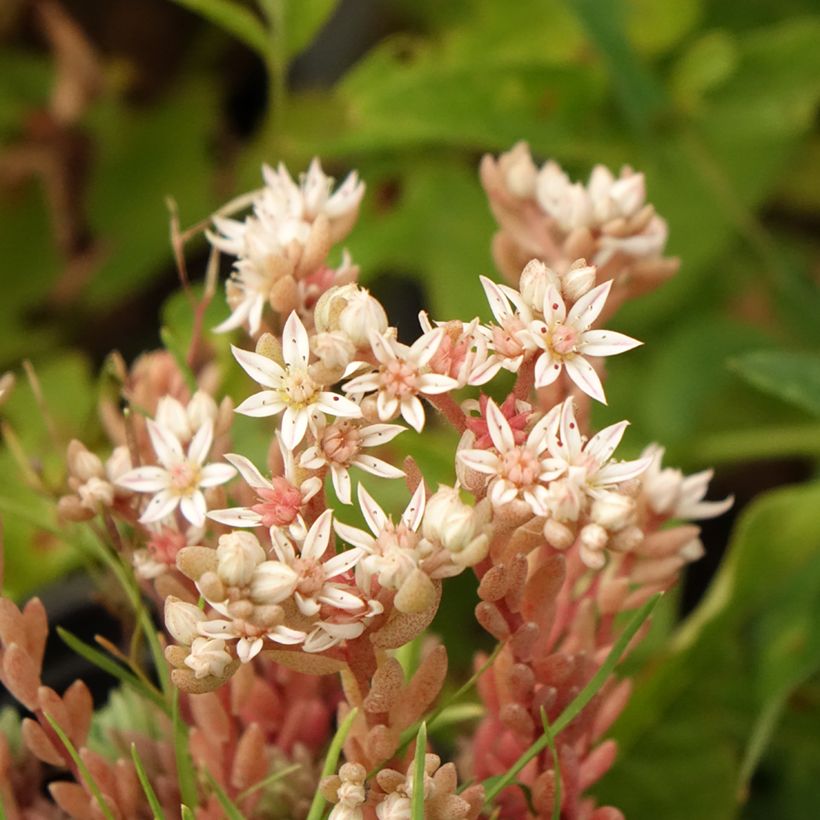 Sedum lydium Glaucum (Floração)
