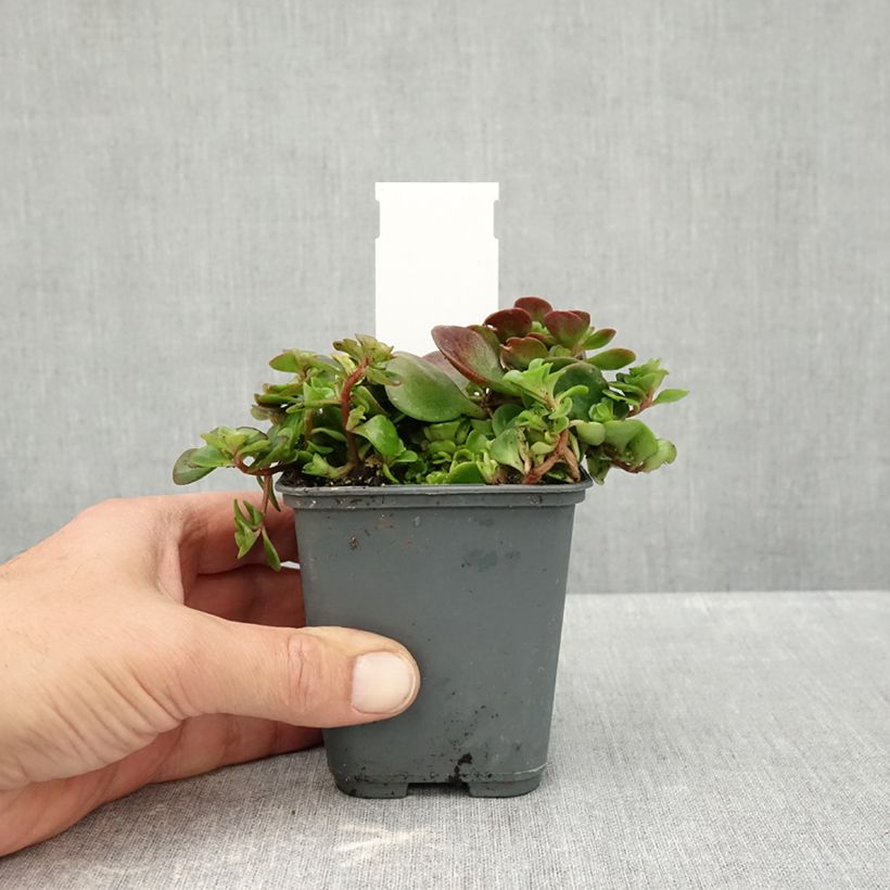 Amostra de Sedum makinoi Lime Vaso de 7/8 cm tal como entregue no outono