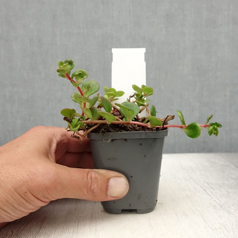 Amostra de Sedum makinoi Lime Vaso de 7/8 cm tal como entregue no verão