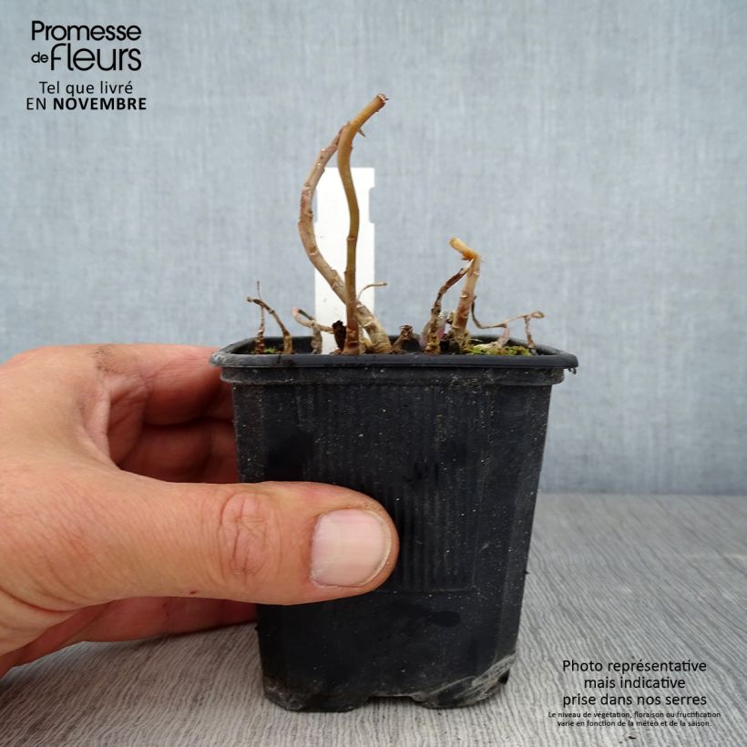 Amostra de Sedum telephium Marina Vaso de 8/9 cm tal como entregue no outono