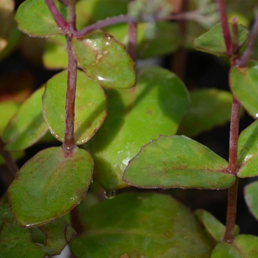 Sedum Matrona (Folhagem)