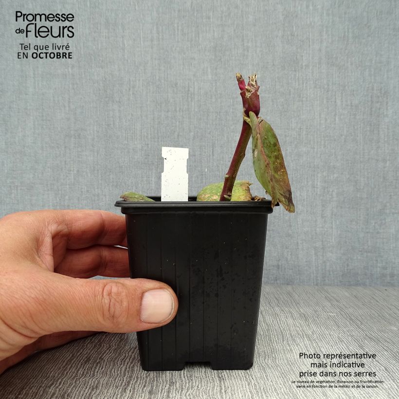 Amostra de Sedum Matrona Vaso de 8/9 cm tal como entregue no outono
