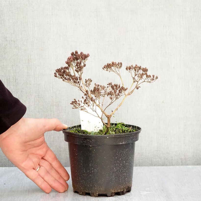 Amostra de Sedum Matrona Vaso de 2 L/3 L tal como entregue no outono