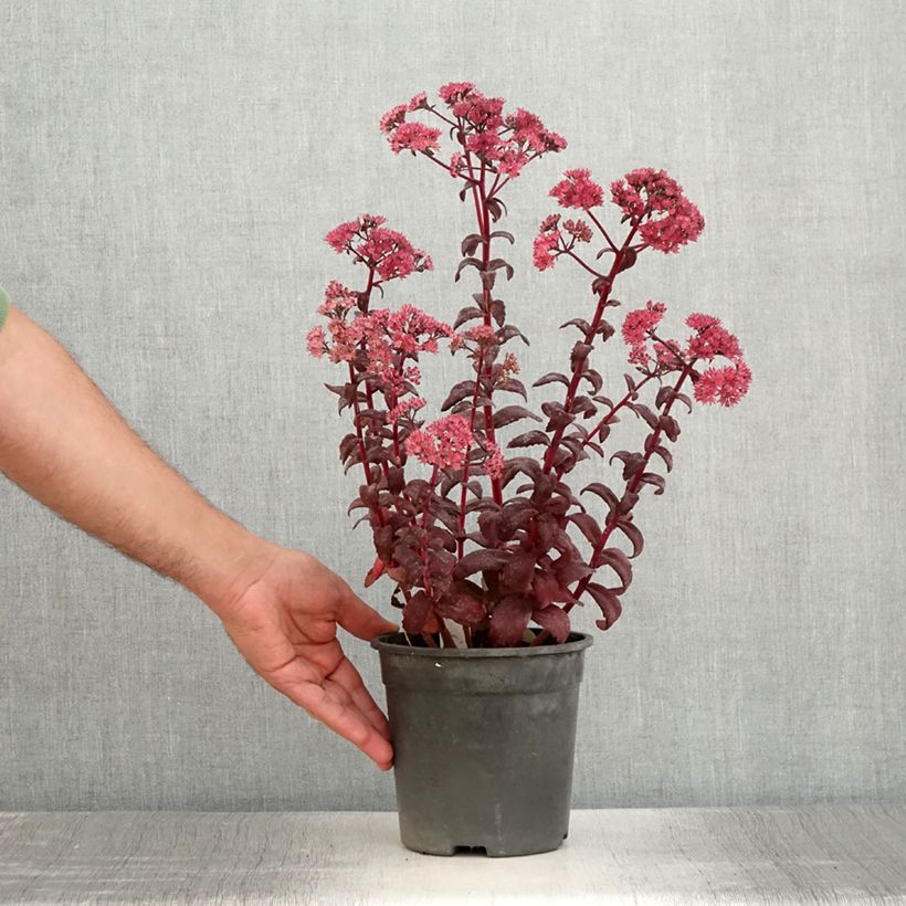 Amostra de Sedum Mojave Jewels Diamond Vaso de 2 L/3 L tal como entregue no verão