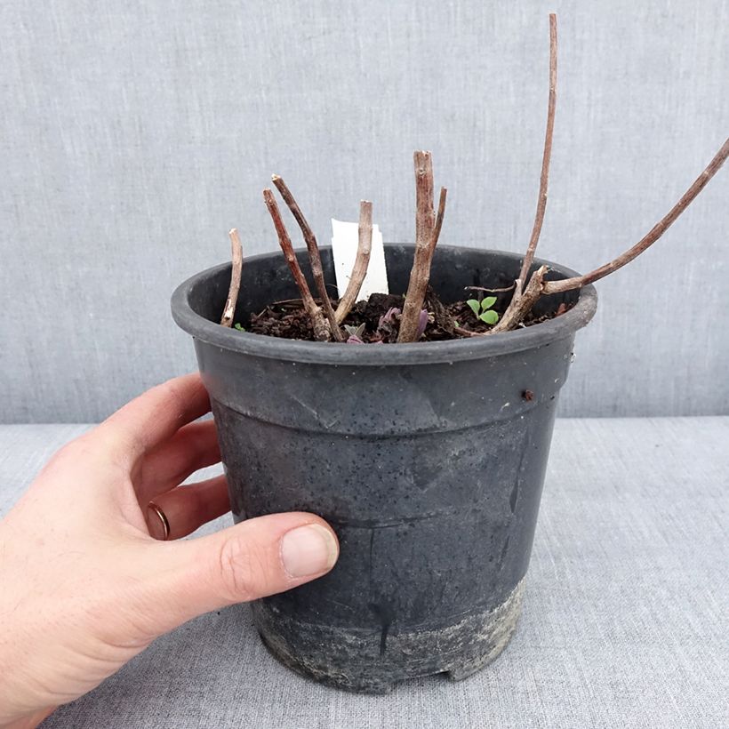 Amostra de Sedum Mojave Jewels Diamond Vaso de 2 L/3 L tal como entregue no inverno