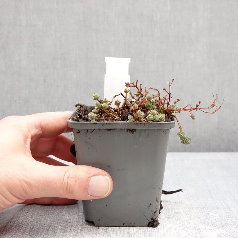 Amostra de Hylotelephium ewersii Rosa Vaso de 8/9 cm tal como entregue no inverno