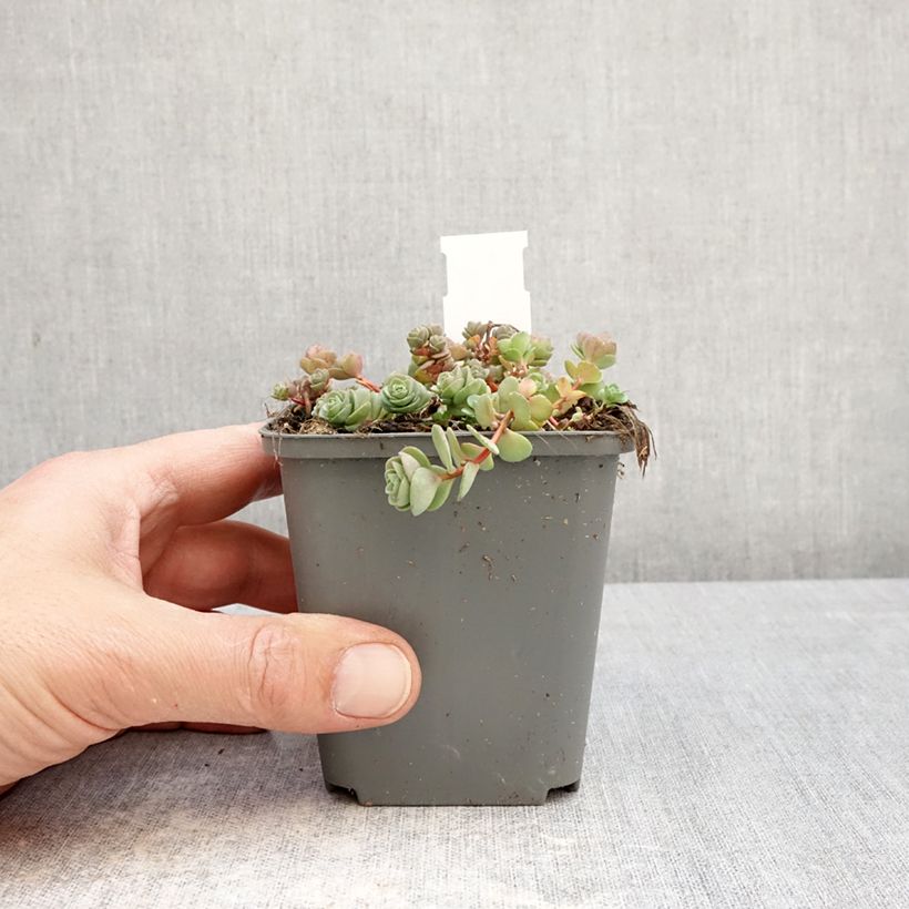 Amostra de Hylotelephium ewersii Rosa Vaso de 8/9 cm tal como entregue na primavera